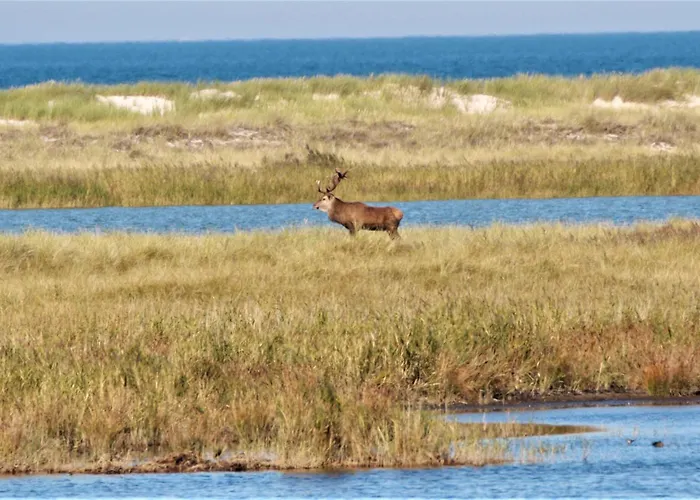 아파트 Rothirsch - Heuser